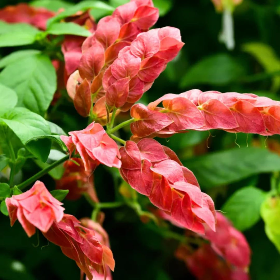 Red Shrimp Plants Live, Seedlings Justica Brandegeana Tree Bush, 5-9 Inches Tall