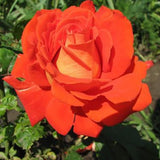 Rose Bush Live Plant - Climbing Rose Plant Live - Bareroot with Soil 7-10 Inch Tall - Fragrant Rose Flowers Heirloom Rose Shrub (Red Orange Rose)