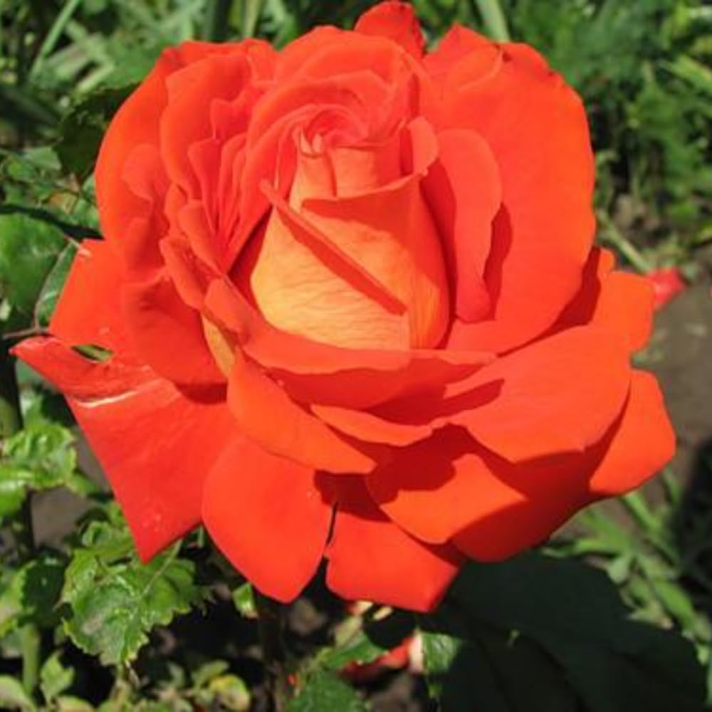 Rose Bush Live Plant - Climbing Rose Plant Live - Bareroot with Soil 7-10 Inch Tall - Fragrant Rose Flowers Heirloom Rose Shrub (Red Orange Rose)