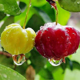 Surinam Cherry Tree Live Plant, Ready to Bear Fruit Cherry Tree, 1.5-2 Feet Tall, Edible, Cold Hardy, Outdoor Growing