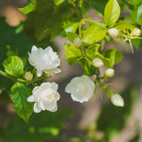 Sambac Jasminum Plant Live, Arabian Jasmine Live Plant, White Flower Arabian Jasmine, 2 Feet Tall in 3 Gallon Pot for Planting