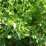 Parsley Plant Live for Planting, 3 Inch Pot, Live Parsley Plant, Planting in Containers, Home Garden