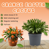 Easter Cactus Live Plant, Easter Cactus Plant 5 Inches in Height, 4 Inch Pot, Bright Bloom Flowering Houseplant for Planting (Orange)