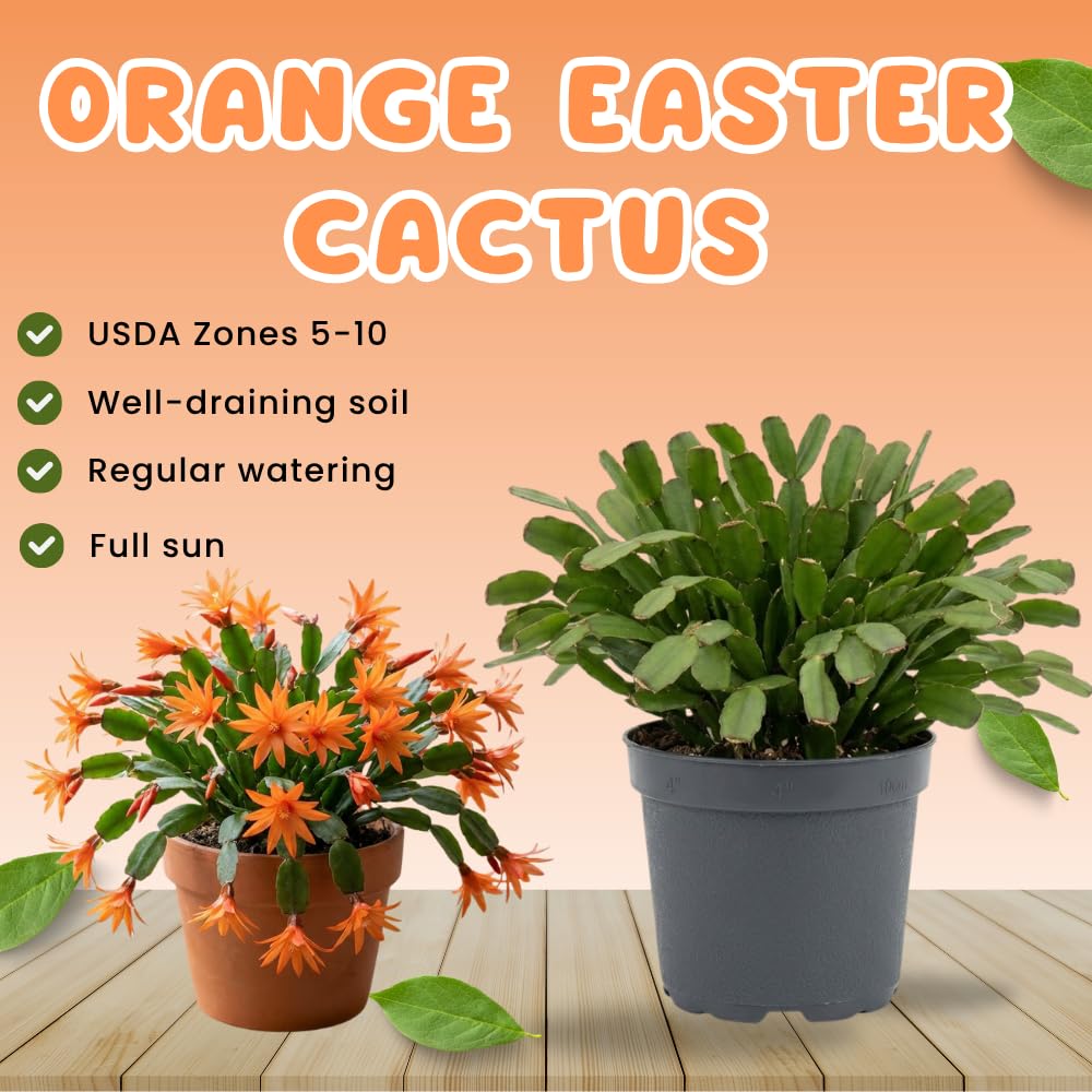 Easter Cactus Live Plant, Easter Cactus Plant 5 Inches in Height, 4 Inch Pot, Bright Bloom Flowering Houseplant for Planting (Orange)