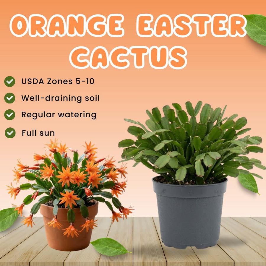 Easter Cactus Live Plant, Easter Cactus Plant 5 Inches in Height, 4 Inch Pot, Bright Bloom Flowering Houseplant for Planting (Orange)