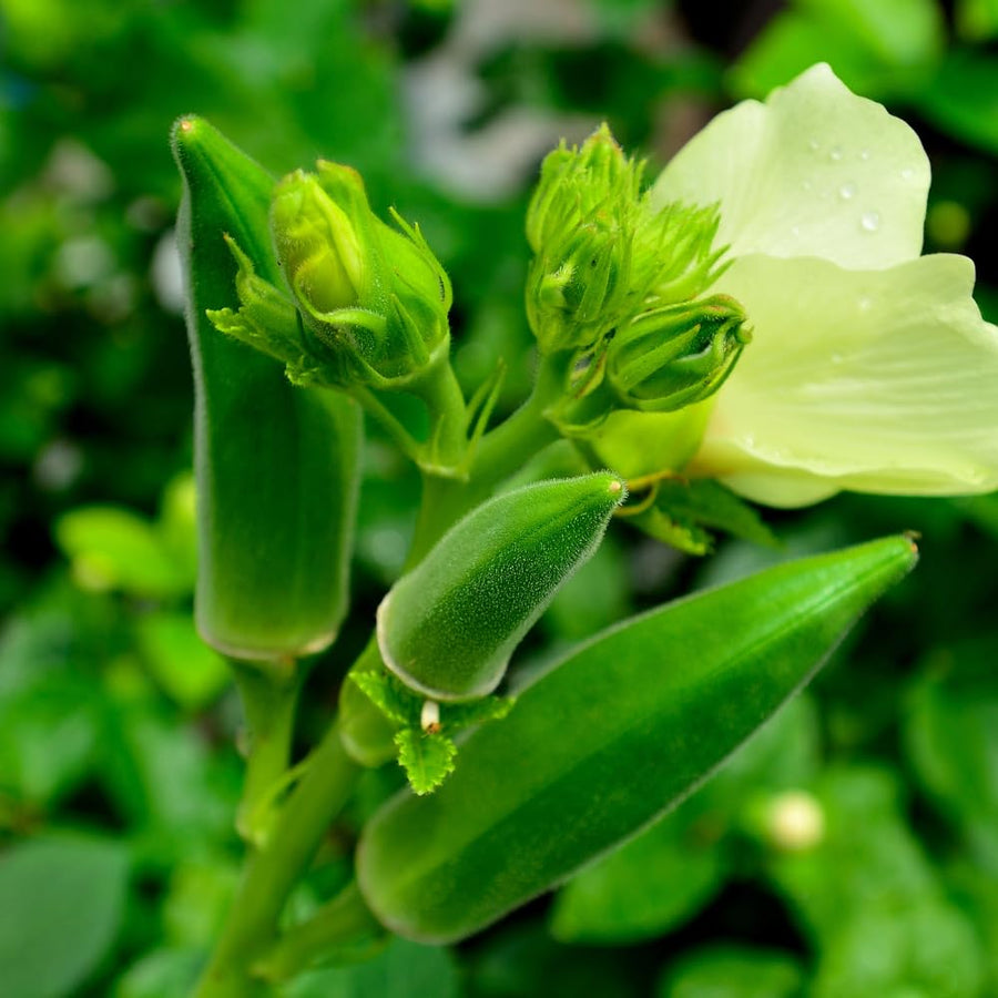 Okra Live Plant, Green Okra Plant from 3-5 Inches Tall, 4" Pot, Fast Growing Vegetable Plant for Raised Beds and Home Gardens, 2 Plant Per Pot