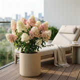 Hydrangea Plant, Hydrangea Tree Live Plant for Planting, 10-12 Inches Tall, Large White Blooms, Hydrangeas for Landscape and Outdoor Garden