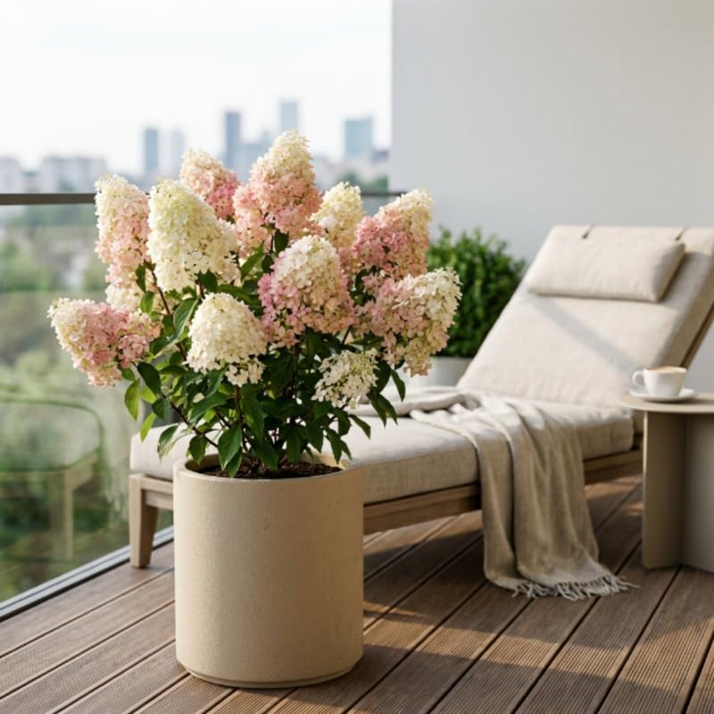 Hydrangea Plant, Hydrangea Tree Live Plant for Planting, 10-12 Inches Tall, Large White Blooms, Hydrangeas for Landscape and Outdoor Garden