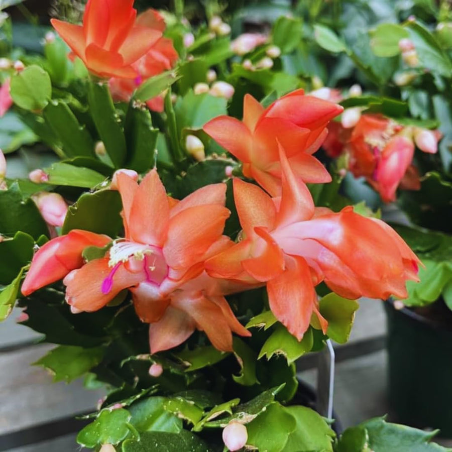 Orange Christmas Cactus Plant Live Christmas Cactus, Holiday Cactus Live Plant, 4 Inc Pot