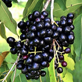 Plum Tree Live Plant, Live Black Jamun Plant for Outdoor Planting, Tropical Fruit Tree, Cold Hardy, 4 Inc Pot, 4-6 Inches Tall