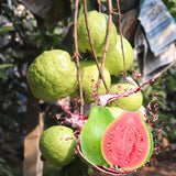 4 Sweet Guava Trees Live Plants, 9 Months Old 5-9 Inc in Tall, Guava Tree for Planting, Zones 9-11