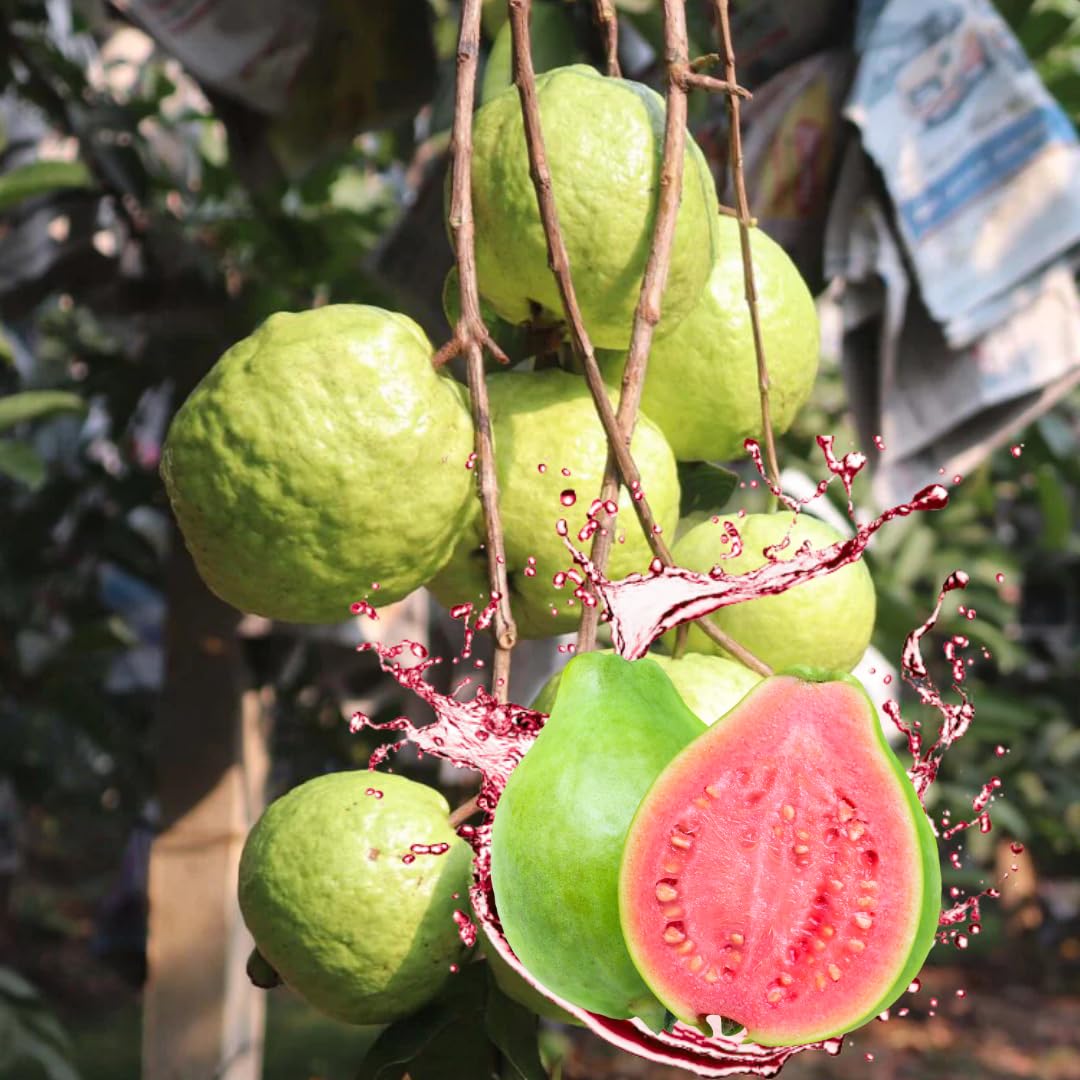 4 Sweet Guava Trees Live Plants, 9 Months Old 5-9 Inc in Tall, Guava Tree for Planting, Zones 9-11