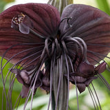 Bat Orchird Tacca Chantrieri Houseplant, Black Bat Flower Live Plant, Indoor Outdoor 5-9 Inches Tall
