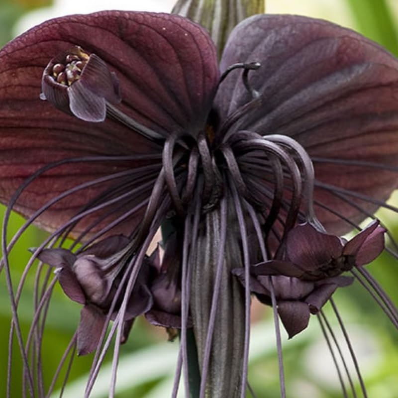Bat Orchird Tacca Chantrieri Houseplant, Black Bat Flower Live Plant, Indoor Outdoor 5-9 Inches Tall