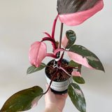 Set of 2 Live Pink Princess Philodendron Plant in 4 Inch Pot, Tropical Indoor Houseplants with Pink Variegated Foliage for Indoor Growing