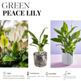 Peace Lily Plant Indoor Live, Well Rooted Peace Lily House Plant, White Flower, Plant Peace Lily Houseplant (Regular)