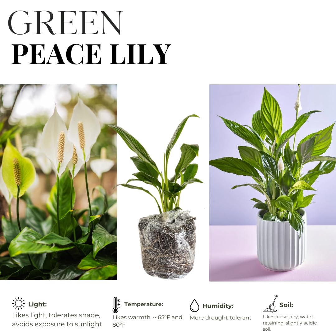 Peace Lily Plant Indoor Live, Well Rooted Peace Lily House Plant, White Flower, Plant Peace Lily Houseplant (Regular)