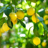 Lemon Tree Live Plant, 3-4 Feet Tall Grafted Citrus Tree, Hardy Yellow Lemon Fruit Tree for Outdoor Planting