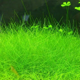 Pack 300 Aquarium Water Grass Seeds - Water Grass Ground Covering Seeds Plants for Landscaping and Aquarium Decoration