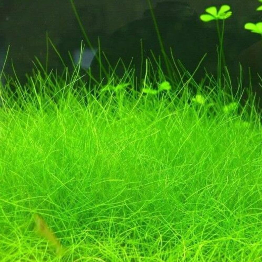 Pack 300 Aquarium Water Grass Seeds - Water Grass Ground Covering Seeds Plants for Landscaping and Aquarium Decoration
