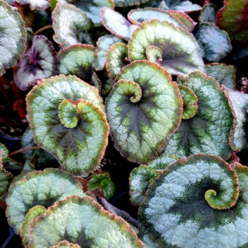 Combo 4 Begonias Houseplant Live Indoor, Rare Deep Green Begonia Maculata Live Plant, Begonias Live Plants Outdoor, 4 to 8 Inc Tall
