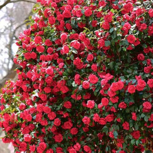 Live Red Camellia Plant in 4" Pot, Camellia Japonica 1 Year Old Seedling Outdoor Growing