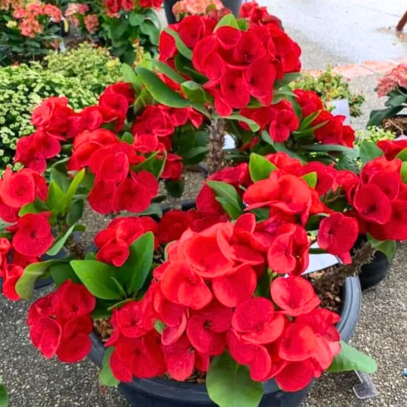 Euphorbia Crown of Thorns Plant, Hardy Perennial Succulent Plant 3-5 Inches, Vibrant Red Flowers, Gardens and Indoor Planting