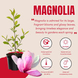 Magnolia Tree Live Plant in 2.5'' Pot, Magnolia Starter Tree, Ornamental Flowering Tree, Outdoor or Container Growing (Jane Magnolia)