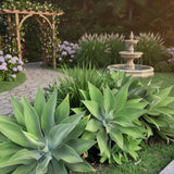 2 Green Agave Plant Live, Hardy Agave Cactus, Ornamental Succulent, 8 Inches Tall in 4 Inch Pot for Growing