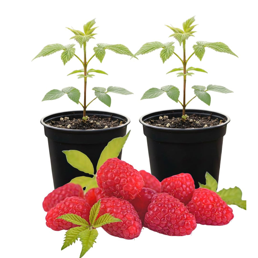 Set of 2 Live Red Raspberry Plants, Sweet Berry Shrubs, 3 Inch Pot for Growing
