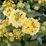 Pack 4 Trailing Lantana Plants Live for Gardening, 4-9 Inc Height, Ornamental Lantana Live Plants, Fragrant Lantana Flowers Vine (Yellow White Lantana)