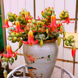 XL Size Cotyledon Pendens Succulent Live Plant Potted, Trailing Succulent Rare House Plant for Home Office Decoration, Indoor Outdoor Growing, 6" Pot