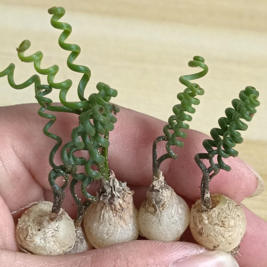 Rare Albuca Curly Plant Live in 4" Pot, Corkscrew Frizzle Sizzle Houseplant Ornamental Albuca Spiralis, Curly Grass Succulent Live Plant