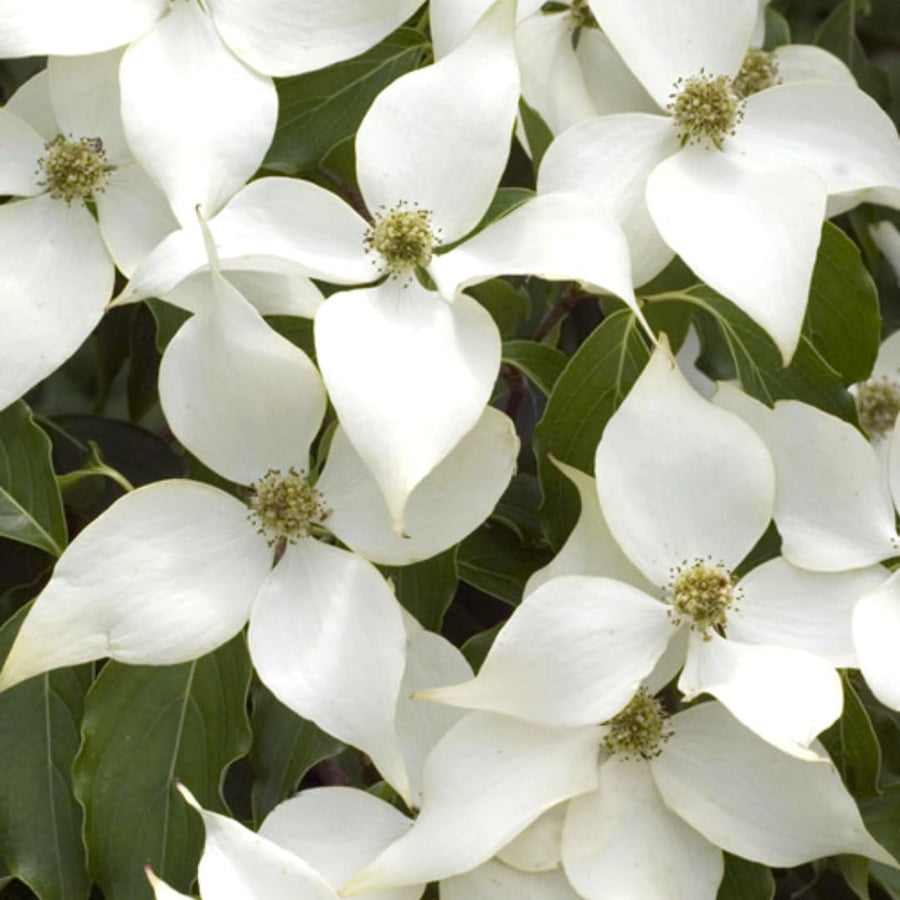 White Kousa Dogwood Flowering Trees Live Plants Shrubs, Quart Pot Size 6-12" Tall Dogwood Tree Bush for Planting Outside