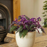 Gynura Aurantiaca Purple Velvet Plant in 4 Inc Pot, Rare Purple Passion Plants, Vibrant Plant, 3-4 Inch Tall