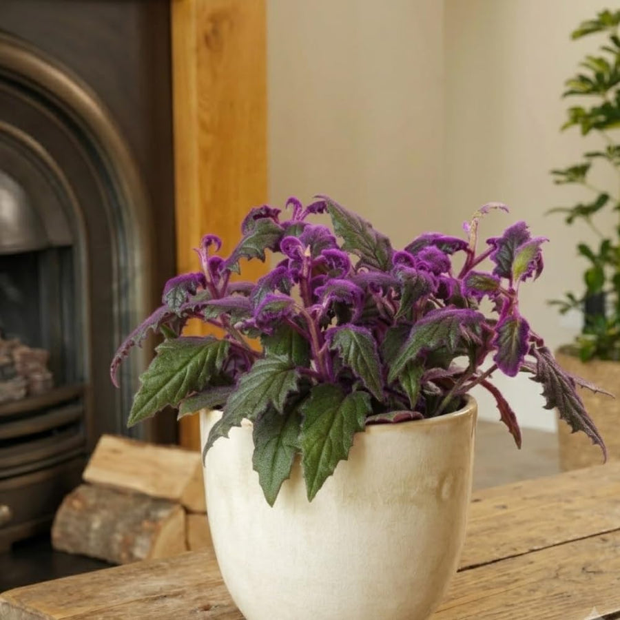 Gynura Aurantiaca Purple Velvet Plant in 4 Inc Pot, Rare Purple Passion Plants, Vibrant Plant, 3-4 Inch Tall