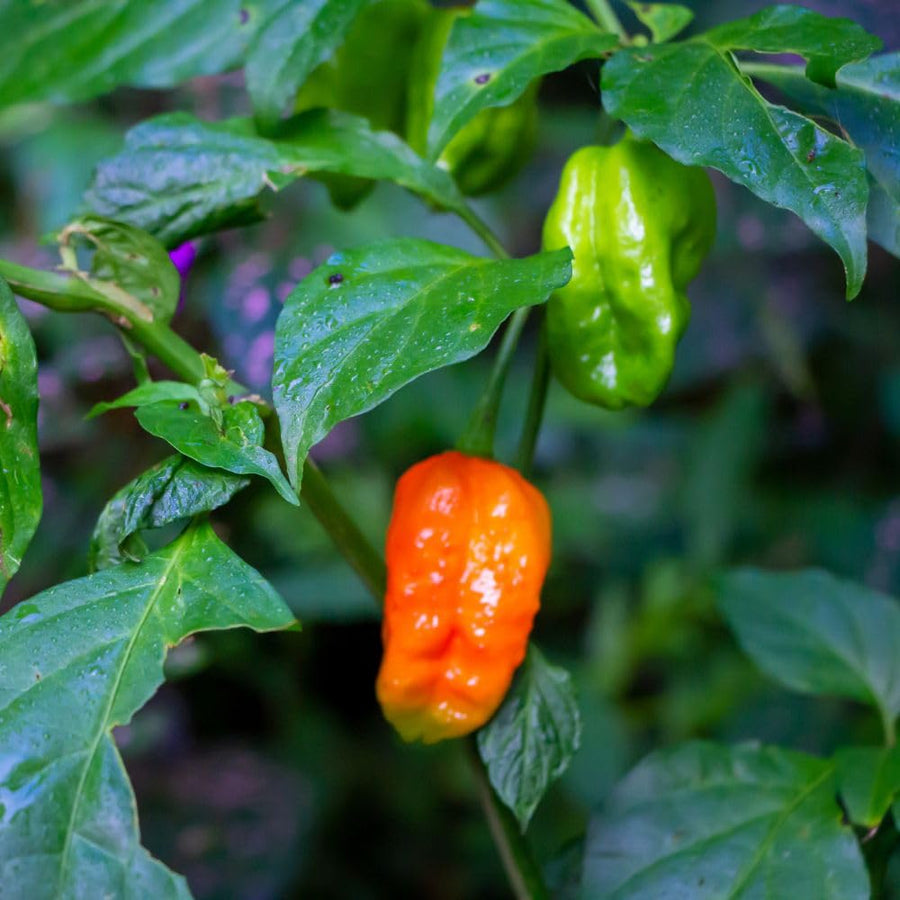 Carolina Reaper Live Pepper Plant, 4 Inch Pot, 3-6 Inch Tall Plant, Super Hot Chili Pepper for Home Gardens, Vegetable Growing and Harvesting