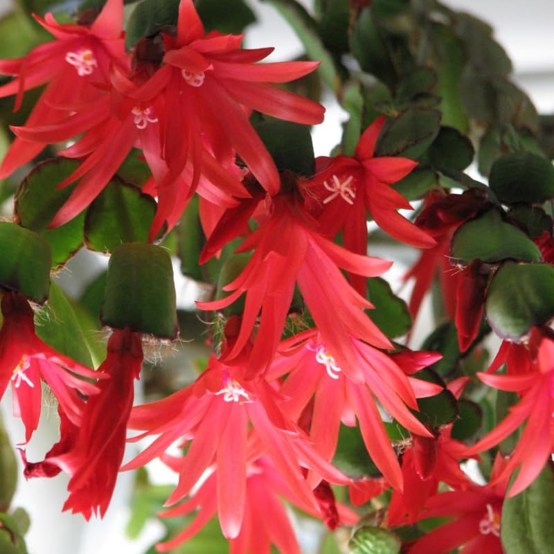 Easter Cactus Plant Live, Spring Cactus Live Plant, 4-8 Inch Height, Holiday Blooms for Outdoor Spaces, No Pot, Bareroot (Mix)