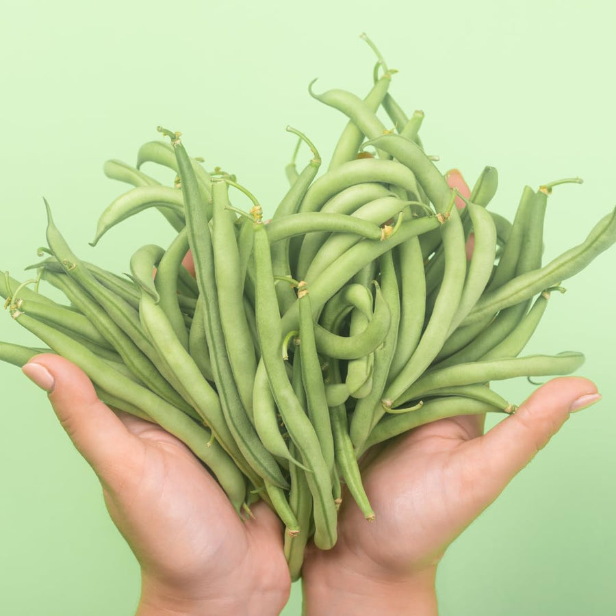 Live Green Beans Plant for Planting, 4 to 6 Inches Tall, Green Bean Vegetable Plant, Ready to Grow Vegetable Plant for Raised Beds and Containers