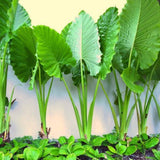 Alocasia Plant Live, Rare Elephant Ear Plant Indoor in 4 Inch Pot, Tropical Foliage, Compact Houseplant for Office, Room and Home Décor - Giant Green
