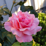 Rare Rose Bush Live Plant - Rose Plant Live to Grow - Bareroot 5-10 Inch Tall - Fragrant Rose Flowers Shrub - No Pot (Pink Rose)