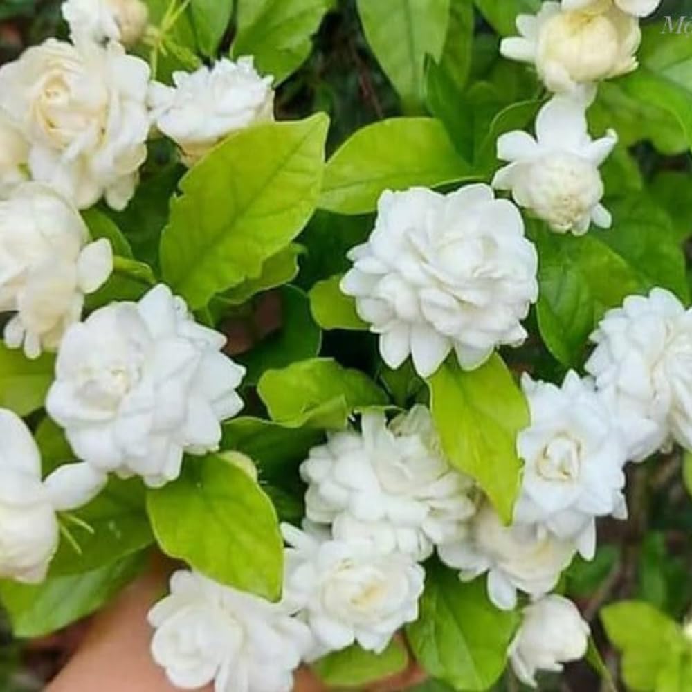 3 Jasmine Flower Plants, Grand Duke of Tuscany Jasmine Plant Live from 5 Inc Tall