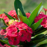 Red Crown of Thorns Plant Live, Euphorbia Milii Flowering Succulent Live Plant, 4 Inch Pot, Large Blooms