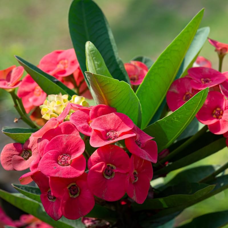 Red Crown of Thorns Plant Live, Euphorbia Milii Flowering Succulent Live Plant, 4 Inch Pot, Large Blooms