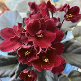 Burgundy Red African Violets Live Plant in 4" Pot, Starter African Violet for HouseplantIndoor Outdoor Home Decor