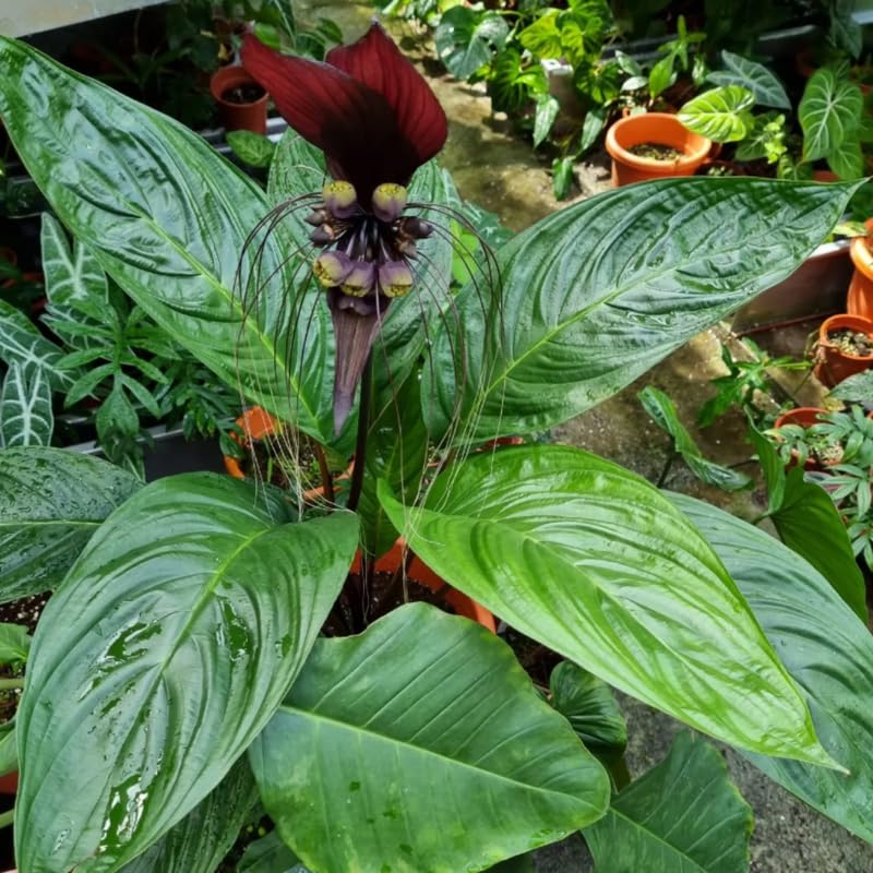 2 Black Bat Flower Live Plants, Bat Orchird Tacca Chantrieri Houseplant 4-6 Inches Tall