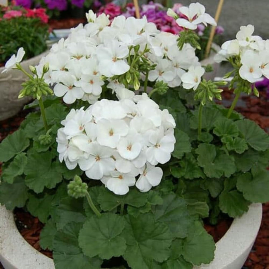 4 Mixed Geranium Plants Live, 5 to 6 Inches Tall, Geranium Flower Plants Indoor Outdoor, Well Rooted, Geraniums Live Plant