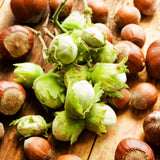 Set 2 Hazelnut Bare Roots Plant, Hazelnut Plant, 12-16 Inc Tall, No Leaf, 1-2 Years Old Bare Roots, Hardy Nut Tree for Outdoor Garden and Edible Landscape Growing