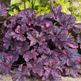 3 Coral Bells Heuchera Perenial Live Plants, Purple Seasonal Leaves Color Change, Well-Rooted 5-9 Inc Tall, No Pot