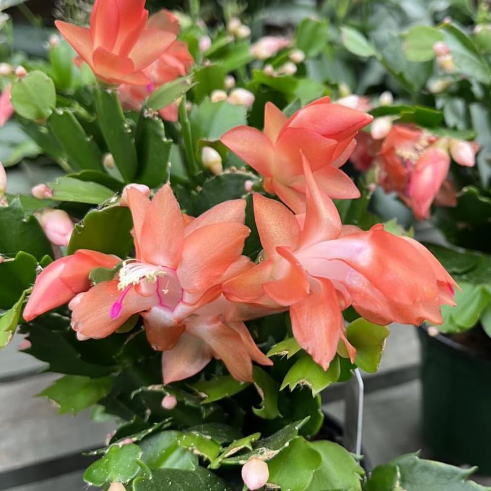 2 Live Salmon Christmas Cactus Plants, Salmon Christmas Cactus Plants Live, 4 to 6 Inch, Bare Root, Perennial Flower Holiday Succulent Plant, No Pot